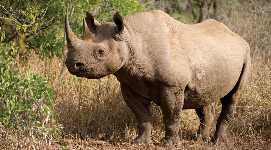 Fewer Rhinoceroses Killed in South Africa Due to the coronavirus.